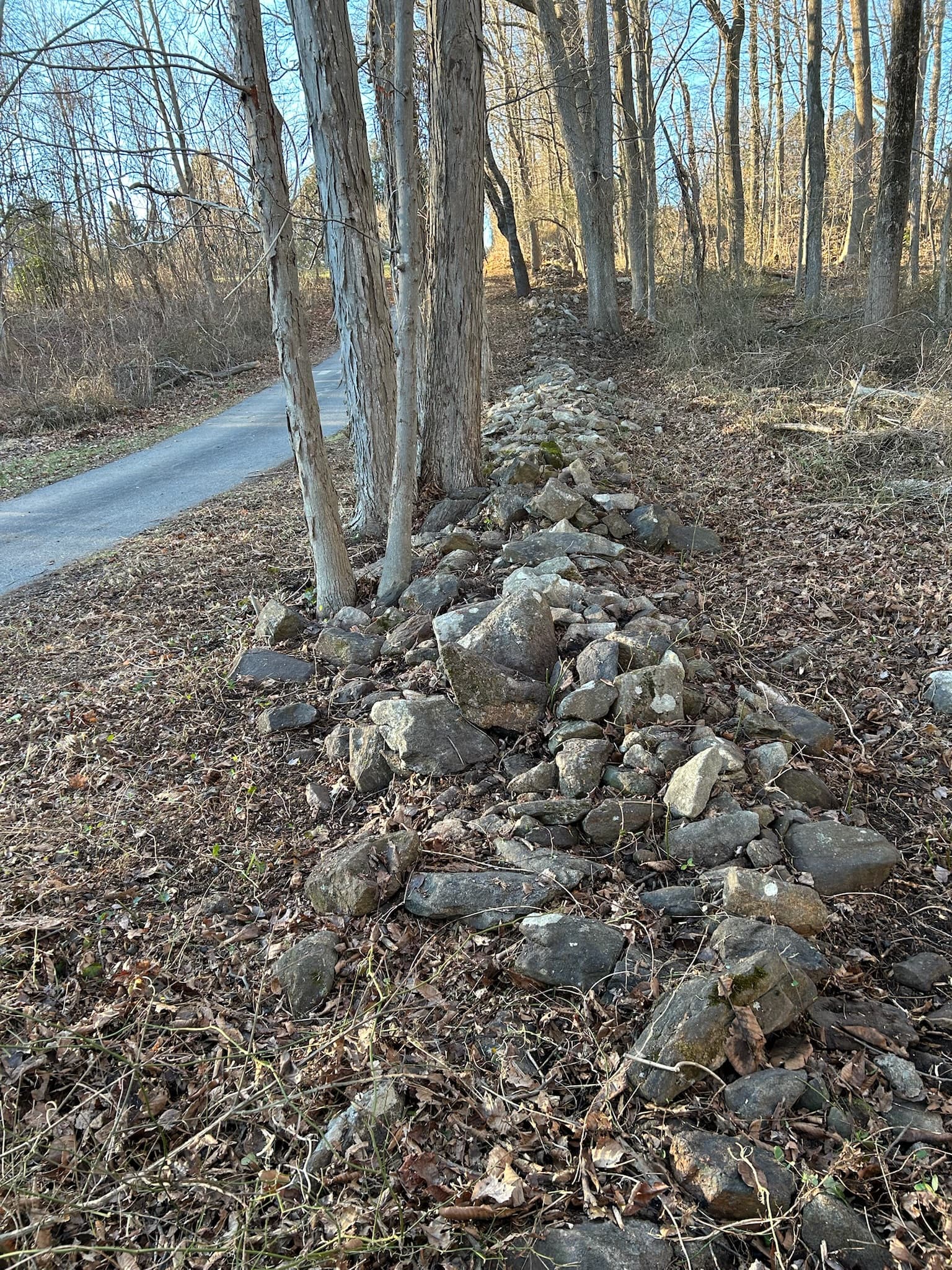 Brush cleanup result by Iconic Landscaping
